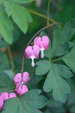 Kanayan kalp pembe çiçekleri - Latince adı - Lamprocapnos spectabilis (Dicentra spectabilis)