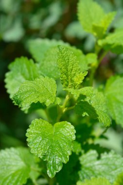 Limon yaprağı - Latince adı - Melissa officinalis