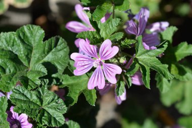Yaygın mallow - Latince adı - Malva sylvestris
