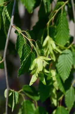 Ağlayan korna ışını - Latince adı - Carpinus betulus Pendula