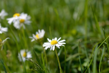Papatya - Latince adı - Bellis perennis