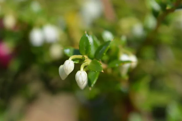 Amerykańskie Zimozielone Kwiaty Łacińska Nazwa Gaultheria Procumbens — Zdjęcie stockowe