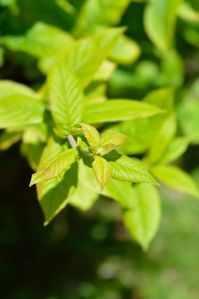 Common Medlar Latin Name Mespilus Germanica — Stock Photo, Image