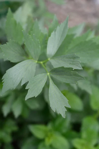 Kärleksblad Latinskt Namn Levisticum Officinale — Stockfoto