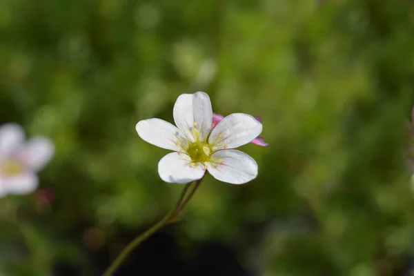 Saxifrage Arendsii Hybrids Latin Name Saxifraga Arendsii — Stock Photo, Image