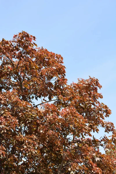 Norwegia Klon Crimson King Drzewo Top Nazwa Łacińska Acer Platanoides — Zdjęcie stockowe