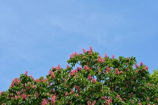 Châtaignier Rouge Nom Latin Aesculus Carnea — Photo