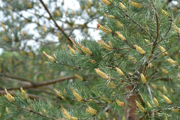 Pino Bianco Orientale Nome Latino Pinus Strobus — Foto Stock