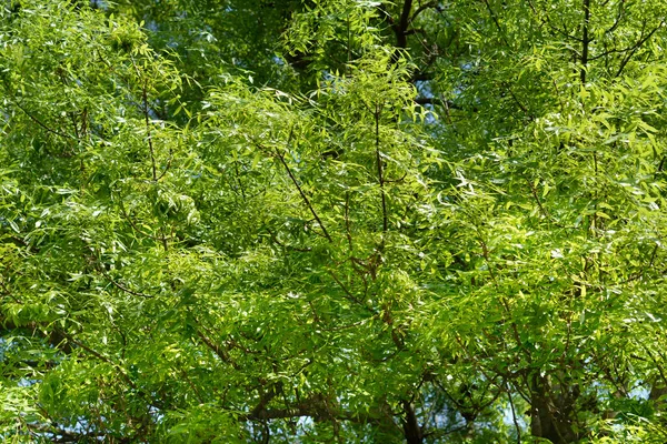 ナローリーフ灰の木 ラテン語名 Fraxinus Angustifolia — ストック写真