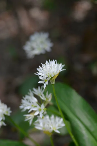 Дика Часникова Квітка Латинська Назва Allium Ursinum — стокове фото