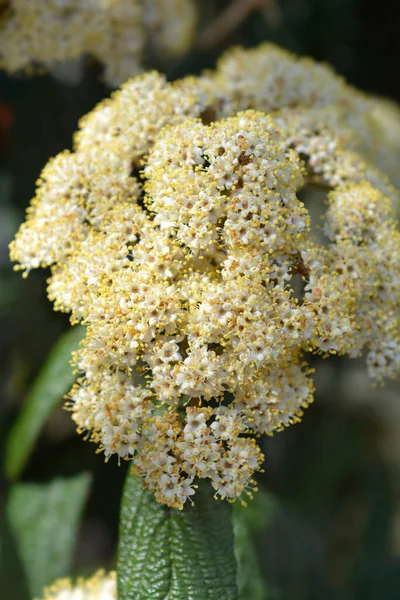 Viburno Rugoso Nome Latino Viburnum Rhytidophyllum — Foto Stock