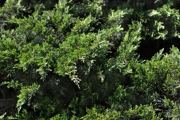 Creeping Juniper Latin Name Juniperus Horizontalis — Stock Photo, Image