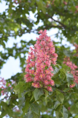 Kırmızı at kestanesi - Latince adı - Aesculus x carnea