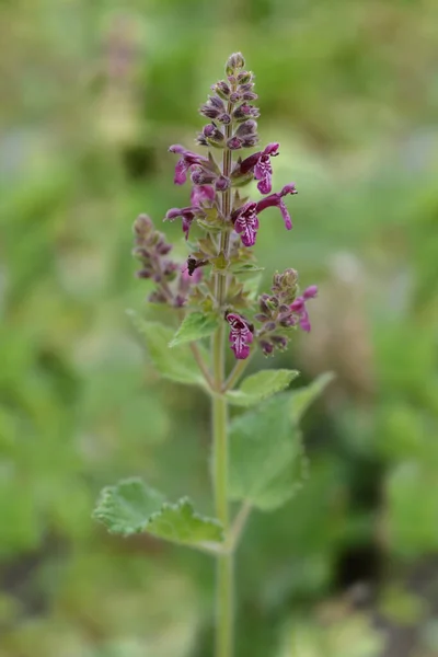 Heggenwortelbloem Latijnse Naam Stachys Sylvatica — Stockfoto