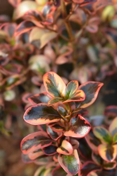 Looking Glass Plant Inferno Leaves Latin Name Coprosma Inferno — Stock Photo, Image