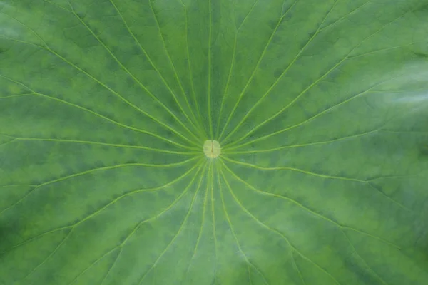 Foglia Loto Sacro Nome Latino Nelumbo Nucifera — Foto Stock