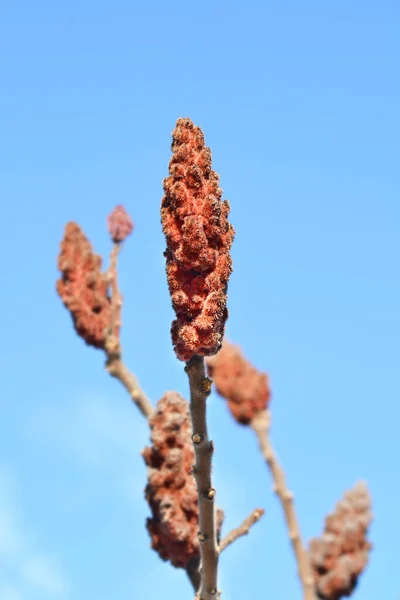 Staghorn Sumak Çiçek Latince Adı Rhus Typhina — Stok fotoğraf