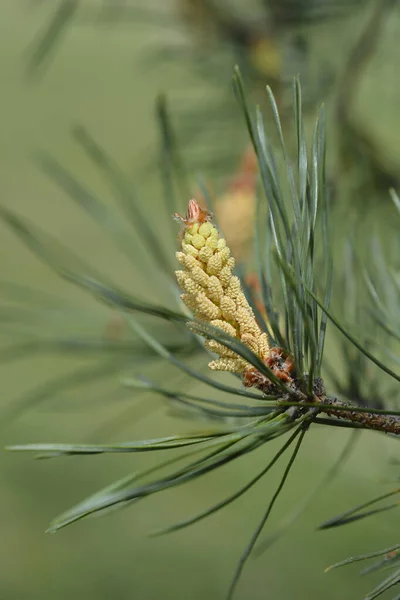 Östra Vit Tall Latinskt Namn Pinus Strobus — Stockfoto