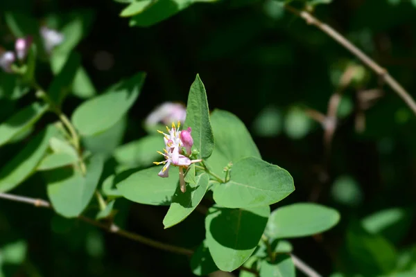 Black Flowed Honeysuckle Латинська Назва Lonicera Nigra — стокове фото