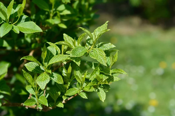 Cemilan Forsythia Nama Latin Forsythia Suspensa — Stok Foto