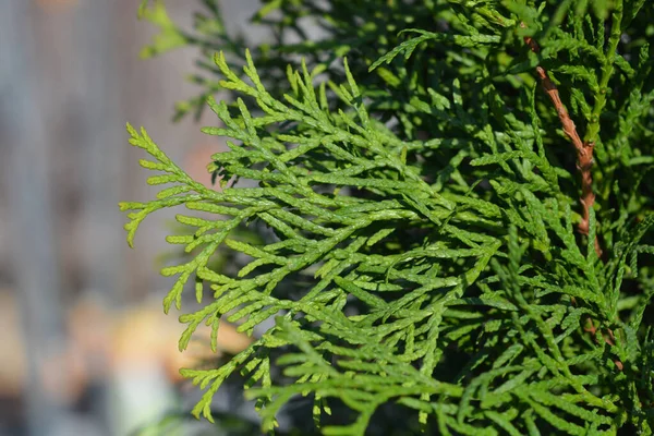 Smaragd Arborvitae Latijnse Naam Thuja Occidentalis Smaragd — Stockfoto