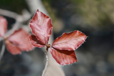 Avrupa Beech Dawyck Mor yaprakları - Latince adı - Fagus sylvatica Dawyck Mor