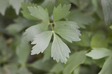 Lovage yaprakları - Latince adı - Levisticum officinale