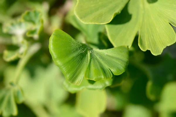 Ginkgo Mariken New Leaves Latin Name Ginkgo Biloba Mariken — Stock Photo, Image