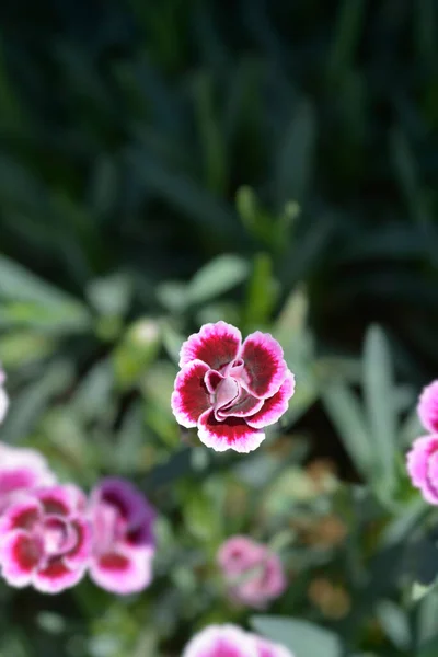 Carnation Pink Kisses - Latin name - Dianthus Pink Kisses