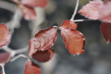 Avrupa Beech Dawyck Mor yaprakları - Latince adı - Fagus sylvatica Dawyck Mor