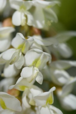 Siyah çekirge - Latince adı - Robinia psödoacia