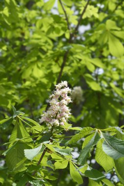 Klasik at kestanesi - Latince adı - Aesculus hipocastanum