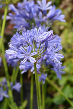 Mavi Afrika Lily çiçek - Latince adı - Agapanthus africanus