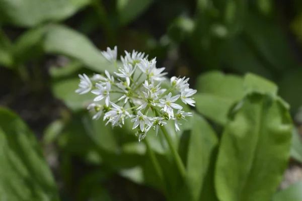 Дика Часникова Квітка Латинська Назва Allium Ursinum — стокове фото