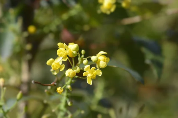 Fleurs Raisin Oregon Nom Latin Berberis Aquifolium Mahonia Aquifolium — Photo