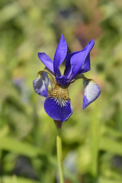 Siberische Iris Latijnse Naam Iris Sibirica — Stockfoto