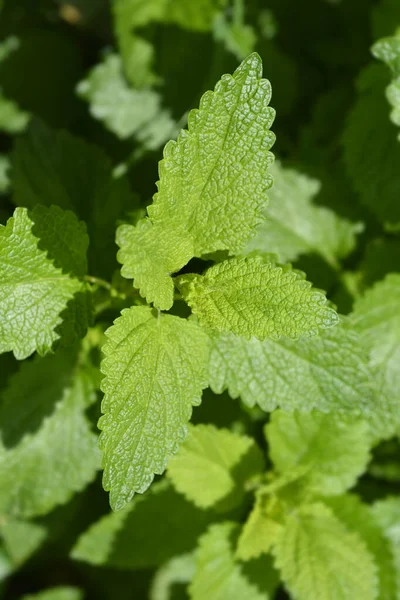 Lemon Balm Dedaunan Nama Latin Melissa Officinalis — Stok Foto