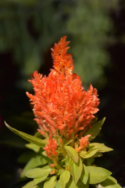 Cockscomb Πορτοκαλί Λουλούδι Λατινική Ονομασία Celosia Argentea Var Λοφοσά — Φωτογραφία Αρχείου
