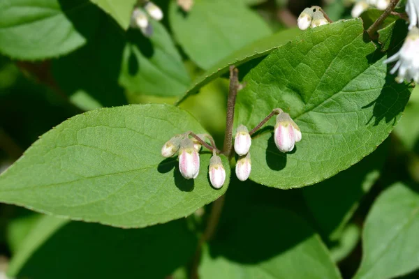 Fuzzy Deutzia Flore Pleno Латинська Назва Deutzia Scabra Flore Pleno — стокове фото