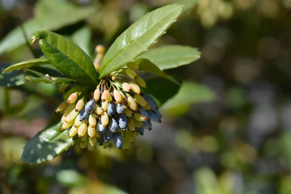 Wintergreen Barberry Latin Name Berberis Julianae — Stock Photo, Image