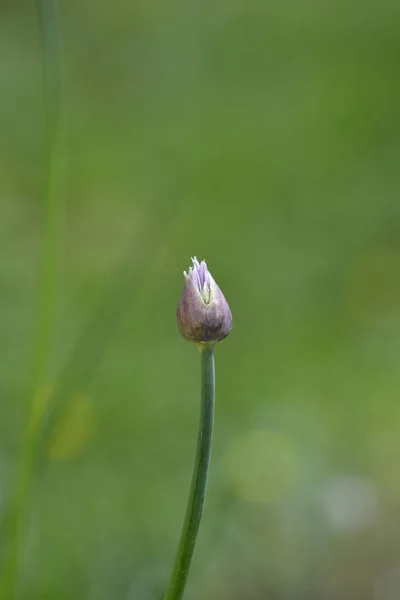 Fiorellino Erba Cipollina Nome Latino Allium Schoenoprasum — Foto Stock