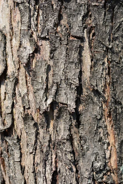 Midland Hawthorn Rosea Flore Pleno Bark Detail Latin Name Crataegus — стокове фото