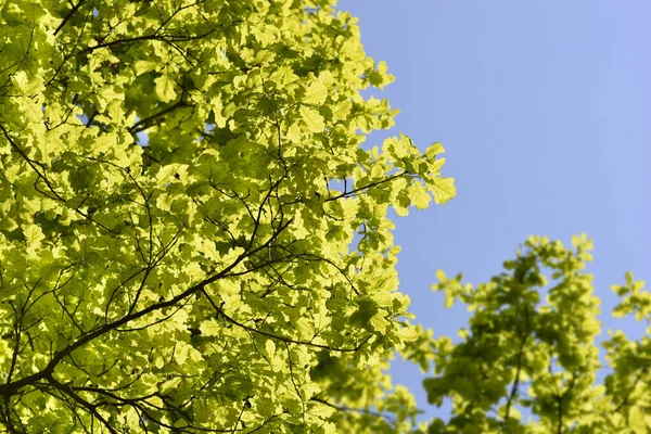 Common oak leaves - Latin name - Quercus robur — Stock Image Common Oak Leaves Latin Name Quercus Robur Stock Photo