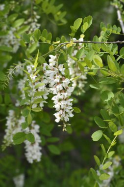Siyah çekirge - Latince adı - Robinia psödoacia