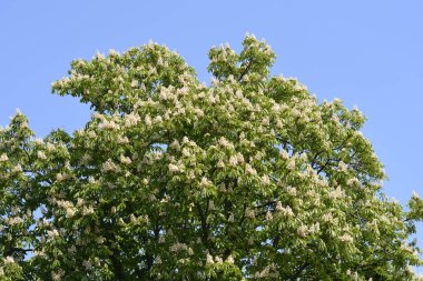 Klasik at kestanesi ağacı tepesi - Latince adı - Aesculus hipocastanum