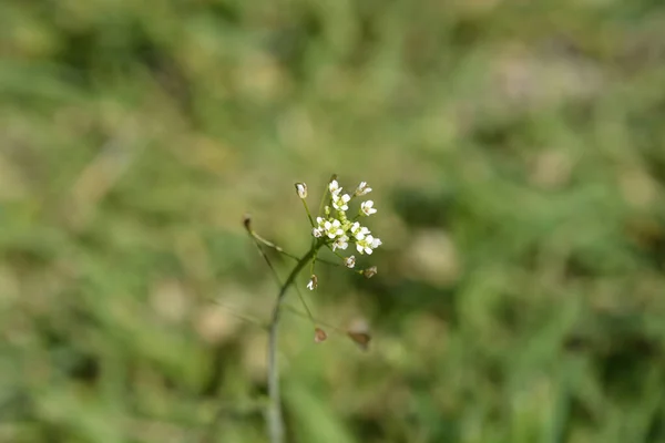 Schäferhandtasche Blumen Lateinischer Name Capsella Bursa Pastoris — Stockfoto