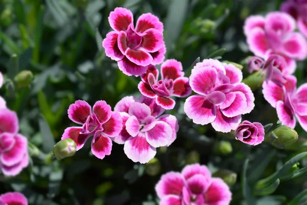 Carnation Pink Kisses Latinské Jméno Dianthus Pink Kisses — Stock fotografie