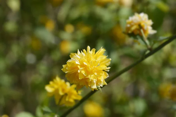 Dvoukvětá Japonská Kerria Latinský Název Kerria Japonica Pleniflora — Stock fotografie