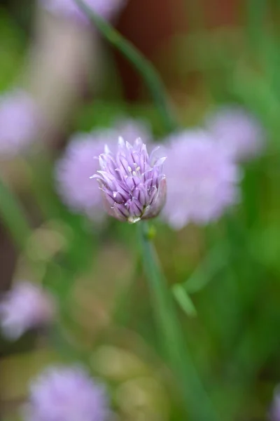 Kwiat Szczypiorek Łacińska Nazwa Allium Schoenoprasum — Zdjęcie stockowe