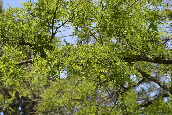 Японское Пагода Дерево Латинское Название Styphnolobium Japonicum Sophora Japonica — стоковое фото